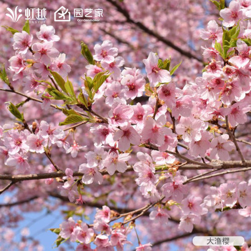 日本樱花树染井吉野盆栽苗虹越庭院花园观花乔木室外种多年生花卉