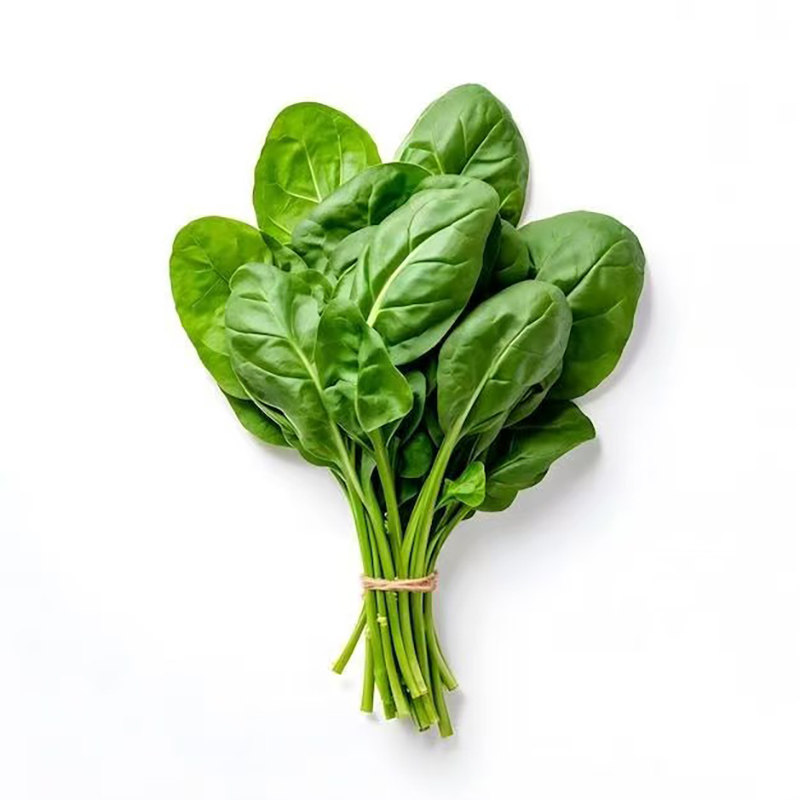 虹越园艺家菠菜种子蔬菜种子籽大叶高产菜种四季阳台家庭盆栽种植