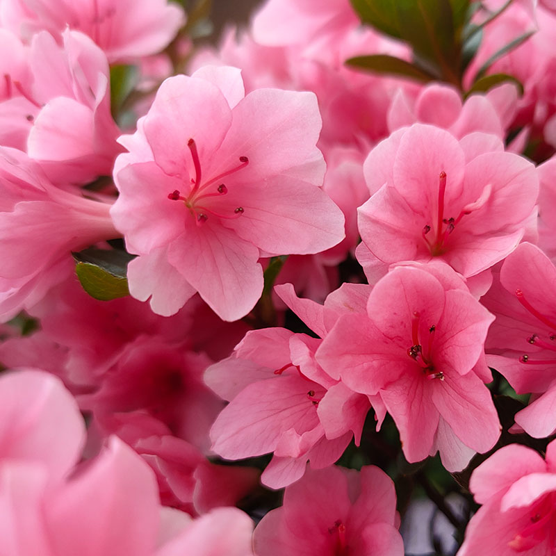 虹越安酷杜鹃花盆栽大规格多季开花阳台庭院多年生东洋鹃耐热耐寒