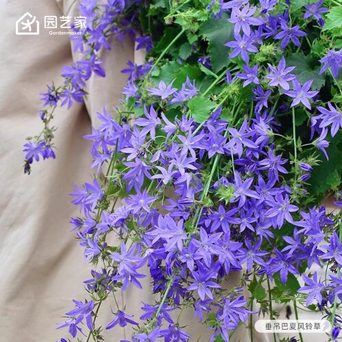 蓝盆花重瓣太阳花桔梗花卉种苗