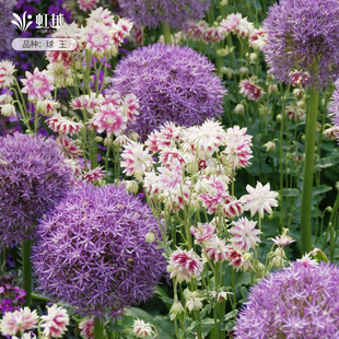 大花葱种球庭院花园多年生进口耐寒花境球根大使球王多件多折虹越