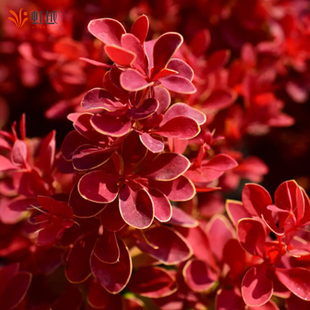 虹越进口小檗花园彩叶耐寒好养花镜植物矮灌木苗绿篱绿化小苗预卖
