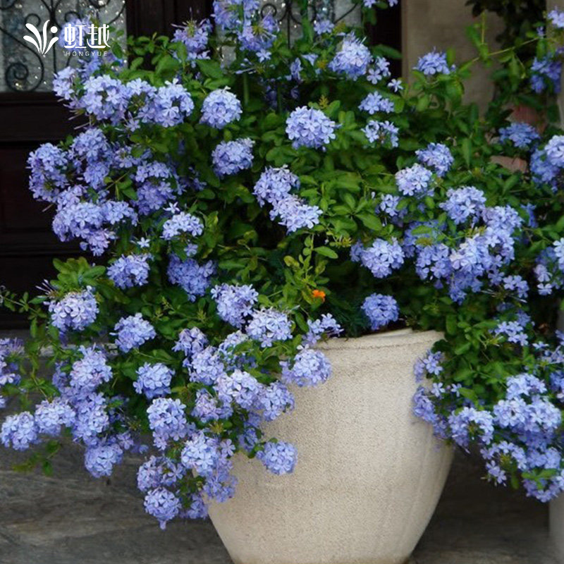 虹越蓝雪花盆栽大花苗棒棒糖阳台植物耐热夏季爆花爬藤垂吊小苗,鲜花速递/花卉仿真/绿植园艺,时令草本花卉,淘宝优惠券,粉丝福利购,淘宝优惠卷