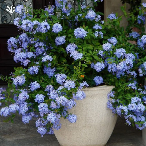 虹越蓝雪花盆栽大花苗棒棒糖阳台植物耐热夏季爆花爬藤垂吊小苗