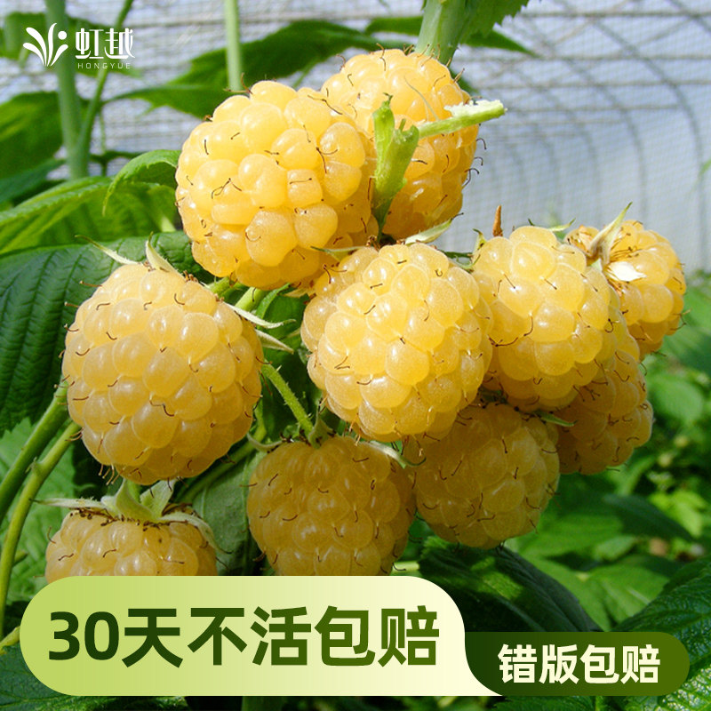 黄树莓虹越金秋黑莓双季掌叶覆盆子泡泡糖水果树苗地栽盆栽阳台