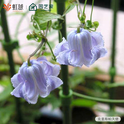 虹越铁线莲盆栽苗爬藤植物耐热