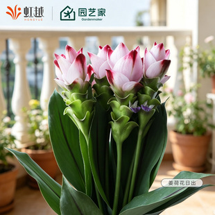 虹越姜荷花种球骄阳国产花园阳台可盆栽地栽耐热植物热带花卉球根