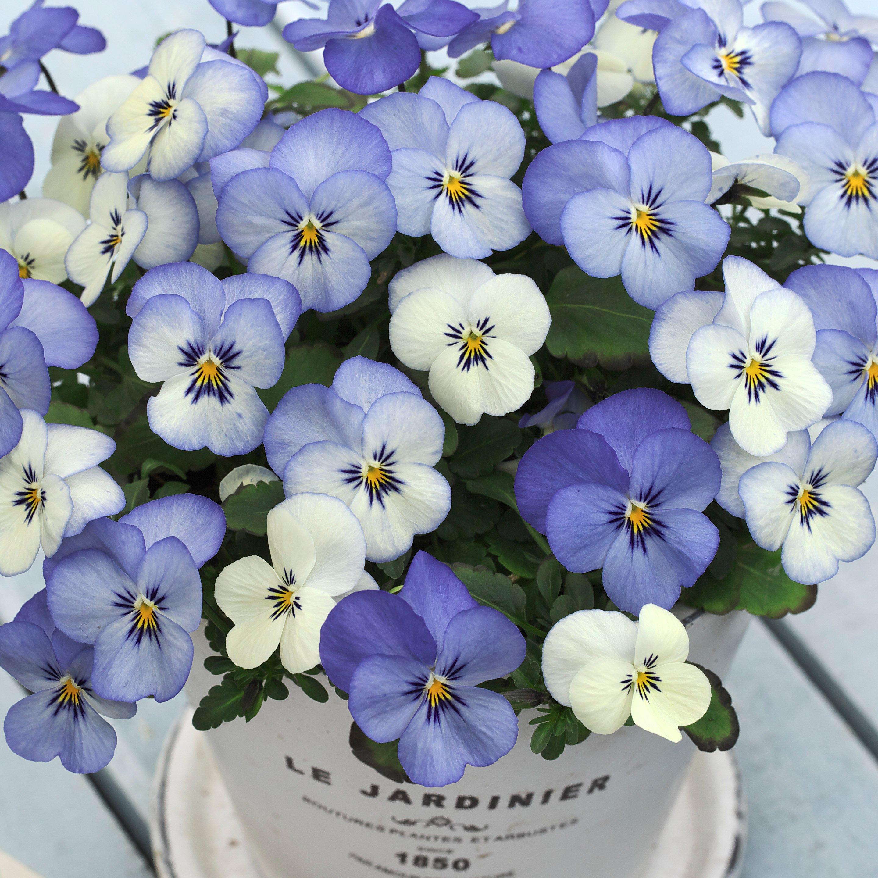 虹越皱边角堇花卉种子秋播花期长