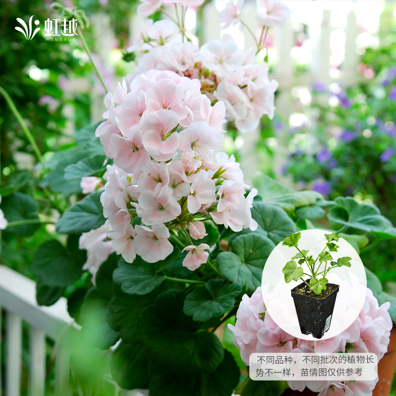 虹越园艺家天竺葵花苗盆栽特出白苹果花阳台垂吊四季室内庭院