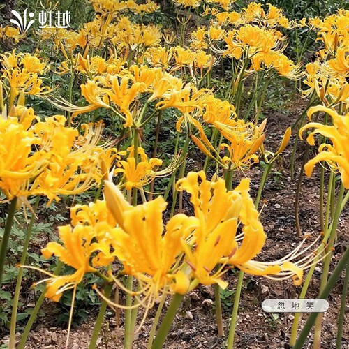 石蒜种球忽地笑虹越红花彼岸花换锦花曼珠沙华忽地笑龙爪花卉现货