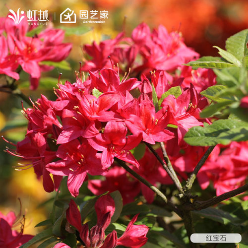 虹越进口落叶杜鹃花重瓣粉绣球金鹰盆栽苗庭院花园耐寒好养花灌木