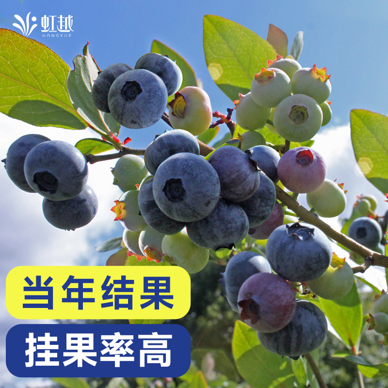 虹越蓝莓苗果树果苗盆栽四季南方种植花园室内阳台追雪薄雾水果