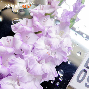 唐菖蒲莫吉托剑兰种球喜阳进口花园多年生花境球根花卉24年进口球