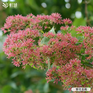 【直播专享】虹越七子花树盆栽小苗庭院开花耐寒耐热南北方种植