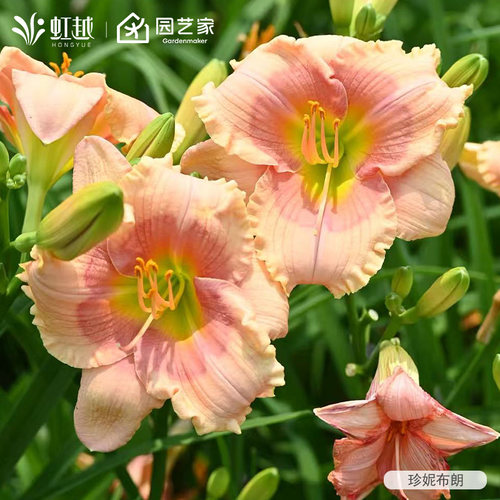 虹越可食用黄花菜萱草盆栽