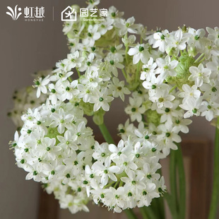 虎眼万年青伯利恒之星种球天鹅绒虹越国产球根花卉阳台花园多年生