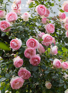 虹越爬墙藤本大苗月季花盆栽粉色龙沙宝石蓝色阴雨舍农索城堡