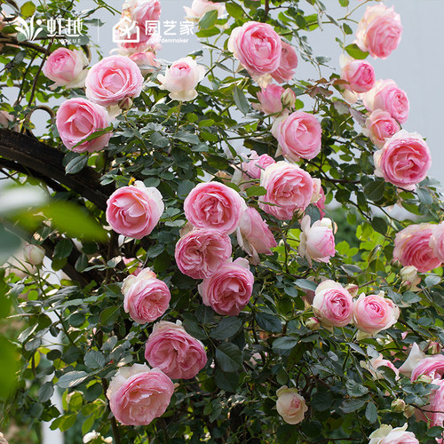 虹越爬墙藤本大苗月季花盆栽粉色龙沙宝石蓝色阴雨舍农索城堡