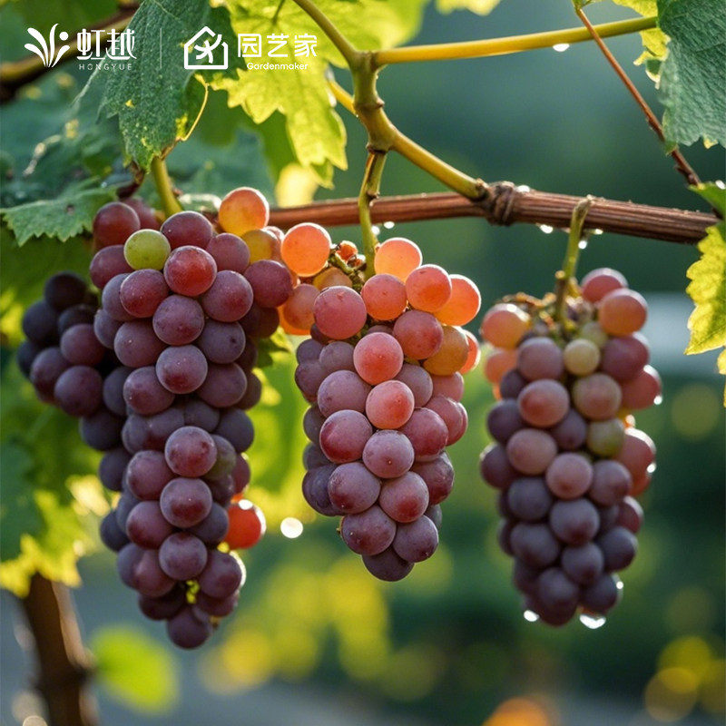 虹越葡萄树苗果树盆栽地载北方南方爬藤易养挂果妮娜皇后寒香蜜,鲜花速递/花卉仿真/绿植园艺,果树,淘宝优惠券,粉丝福利购,淘宝优惠卷