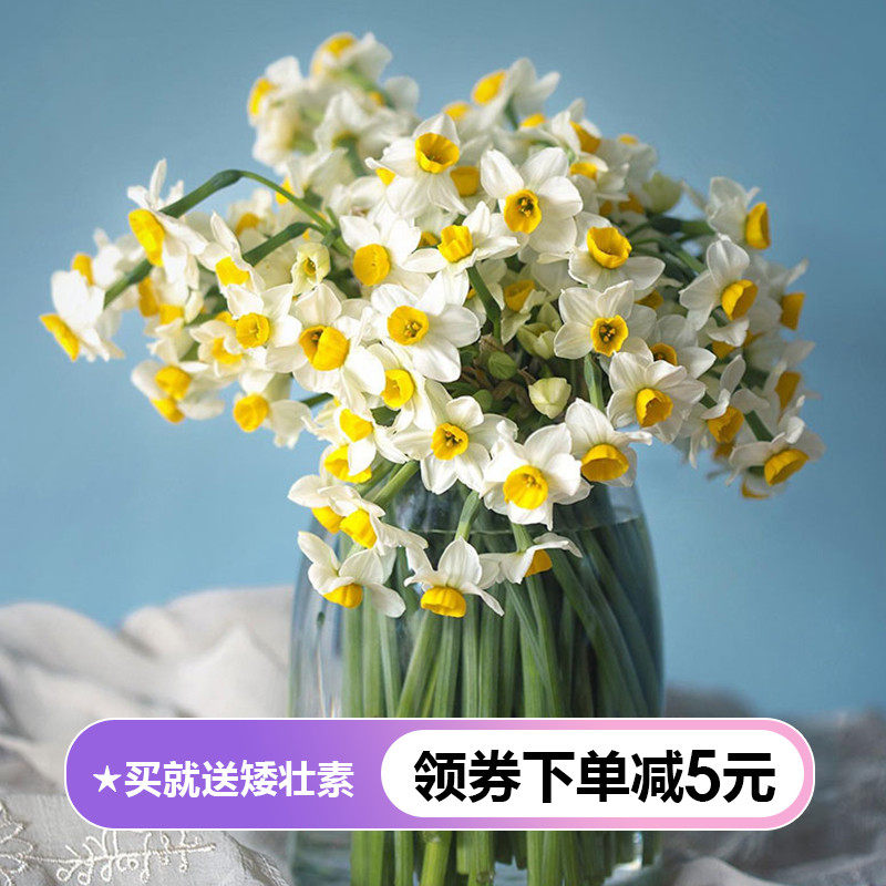 虹越漳州水仙种球单瓣重瓣复瓣特级水培室内种球根好养年宵花卉