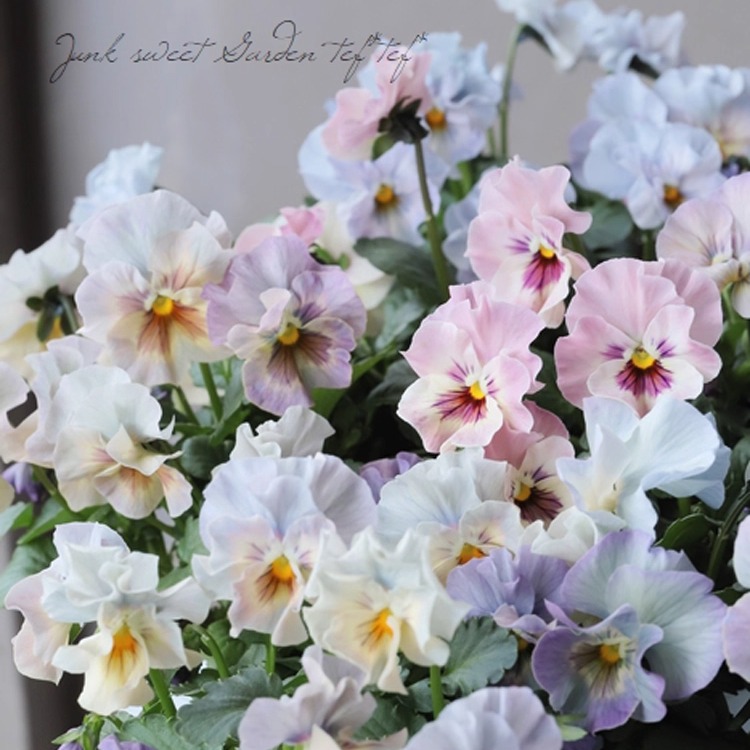 【2件8折4件6折】花彩角堇花苗盆栽礼服皱边角堇德古拉耐寒花期长