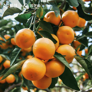 虹越橘子树裸根苗果树果苗桔子树苗耙耙柑丑橘杂交南瓜柑