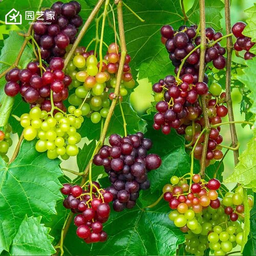 园艺家圆叶葡萄微红梅耐热果树