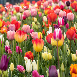 郁金香种球荷兰进口庭院阳台风信子鸢尾新手量贩整框批发虹越