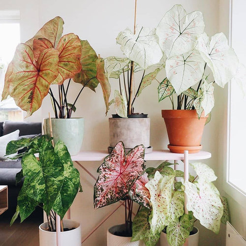 虹越白色恋人彩叶芋盆栽阳台粉色飞溅办公室内绿植好养多年生观叶