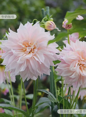 花彩重瓣大丽花盆栽大花牛奶咖啡奶油桃子阳台室外庭院种球根花卉
