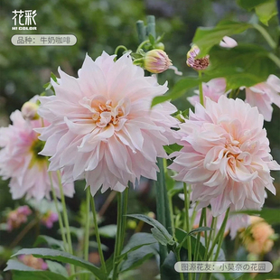 花彩重瓣大丽花盆栽大花牛奶咖啡奶油桃子阳台室外庭院种球根花卉