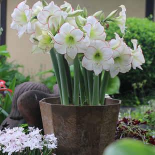 朱顶红花边石竹进口单重瓣种球花种子庭院阳台园艺虹越朱顶红花球