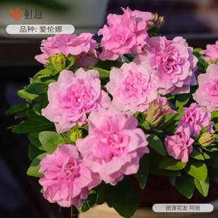 花彩花日和正版重瓣矮牵牛盆栽大花量大爱伦娜阳台垂吊易爆花期长