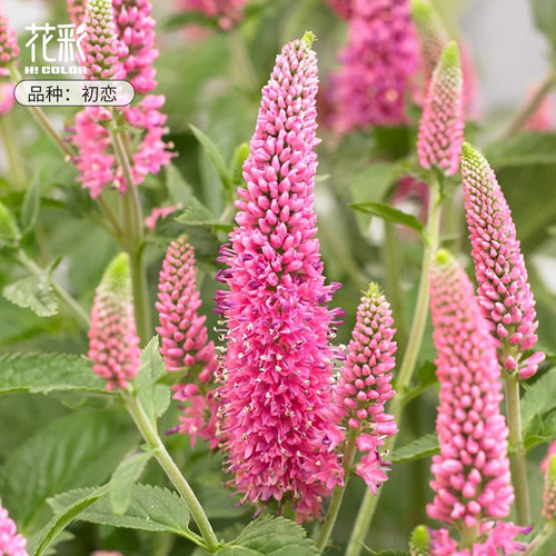 虹越花彩婆婆纳盆栽易活好养