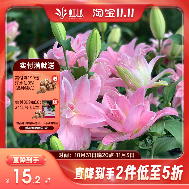 虹越进口百合种球根爱莎重瓣香水东方OT亚洲四季花园阳台新手花卉