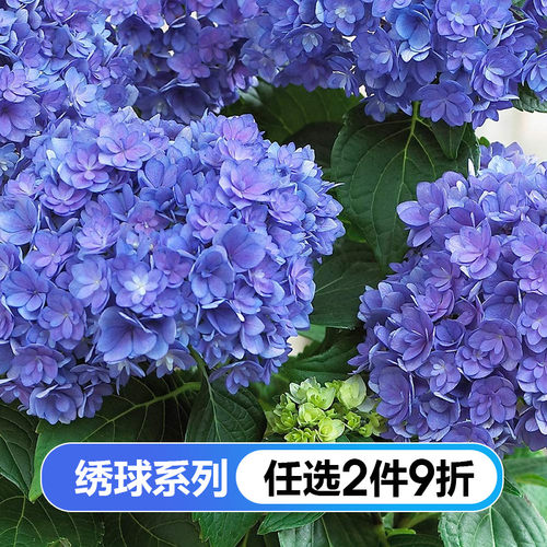 21年最新款虹越绣球花手鞠重瓣盆栽大花纱织小姐腔调艾薇塔佳澄八