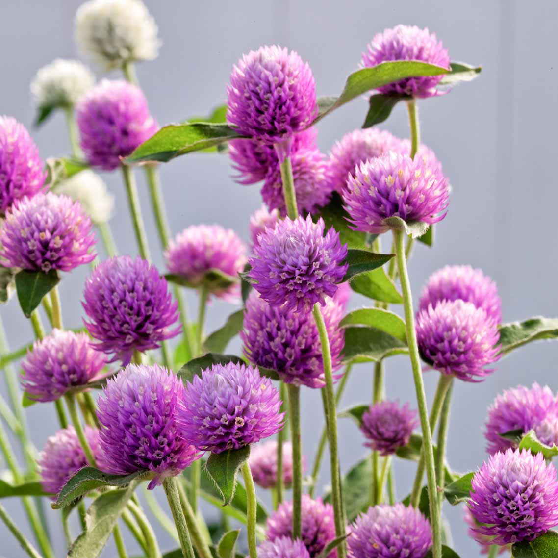 千日红火球花种子虹越夏季开花