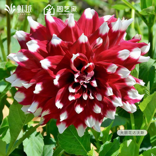 虹越进口大丽花种球块根多年生可盆栽达沃斯重瓣庭院地瓜花根现货