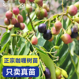 咖喱树虹越果树果苗热带南方可观赏食用阳台露台易养护挂果率高