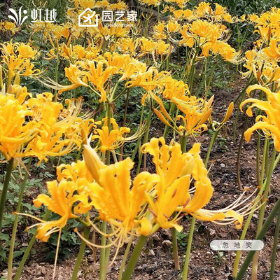 石蒜种球忽地笑虹越红花彼岸花换锦花曼珠沙华忽地笑龙爪花卉现货