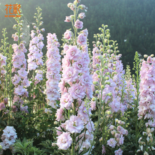 花彩北极光大花飞燕草盆栽苗男孩阳台线性植物花园庭院花境多年生