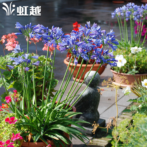 花彩百子莲盆栽耐热耐晒大花