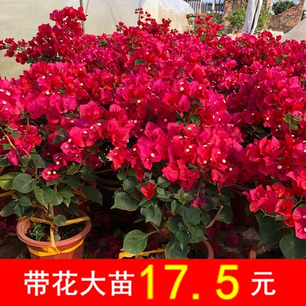 三角梅盆栽 带花爬藤庭院植物 重瓣多色老桩四季开花不断好养花卉