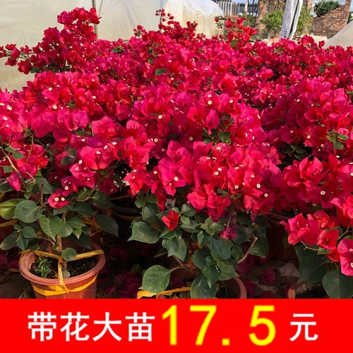 三角梅重瓣多色老桩不断好养花卉