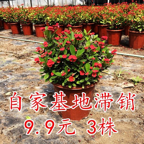 绿植虎刺梅盆栽阳台客厅海棠花