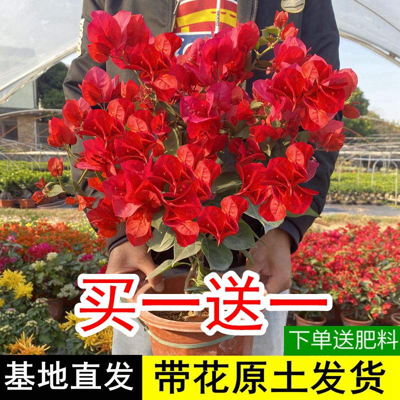 八闽三角梅爬藤室外四季开花重瓣