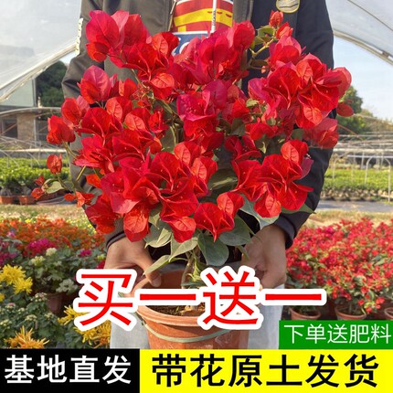 三角梅爬藤植物庭院盆栽室内外带花树苗阳台花卉重瓣老桩四季开花