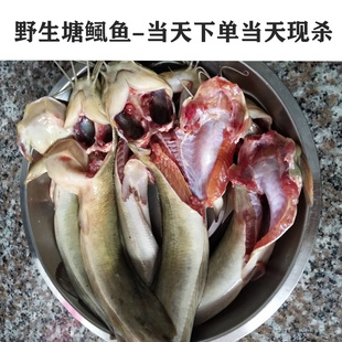 野塘鲺鱼塘角鱼新鲜现杀养血补充蛋白产妇贫血适合顺丰包邮