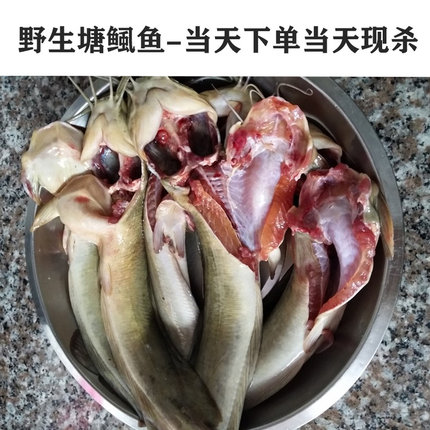 野塘鲺鱼塘角鱼新鲜现杀养血补充蛋白产妇贫血适合顺丰包邮