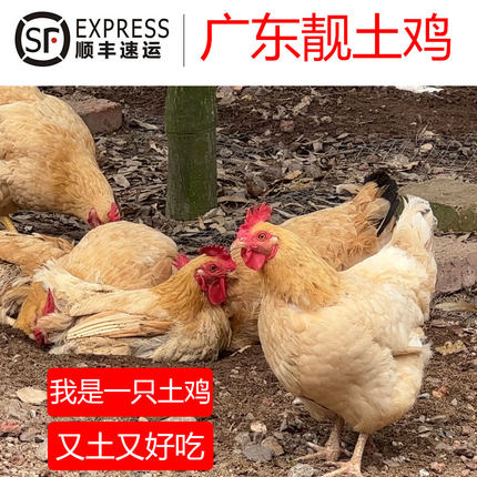 广东农家散养土鸡农家老母鸡放养走地阉鸡新鲜现杀保证顺丰